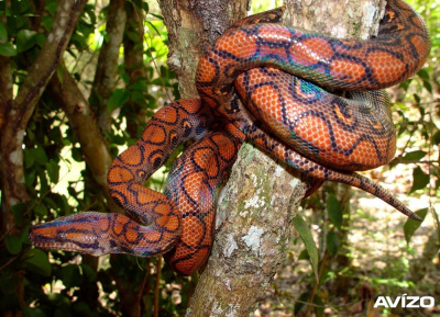 Бразильский радужный удав